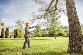 Professional Tree Care in Progress, PA