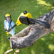 How Our Tree Care Process Works  in  Progress, PA
