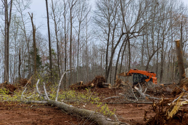 Progress, PA Tree Care Company