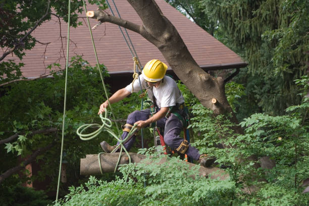 Best Lawn Irrigation Installation and Maintenance  in Progress, PA