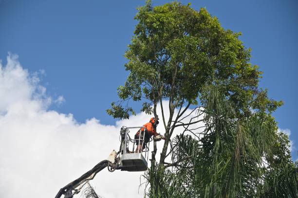 Best Tree Removal  in Progress, PA