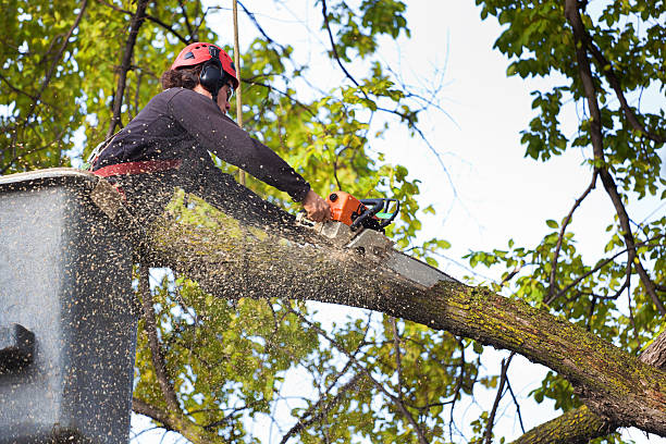 Best Storm Damage Tree Cleanup  in Progress, PA