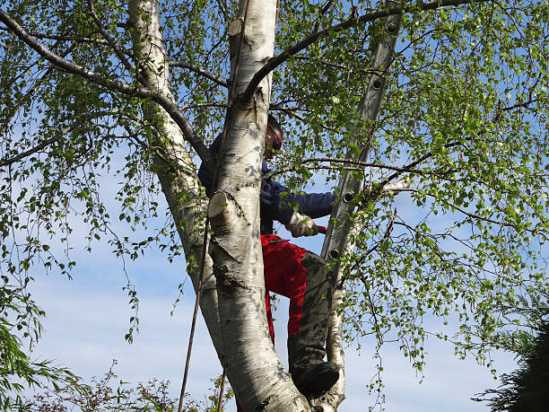 How Our Tree Care Process Works  in  Progress, PA